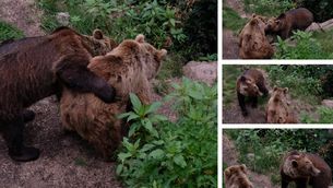 Europäischer Braunbären (Ursus arctos) Kaja und Arian im Alternativen Wolf- und Bärenpark Schwarzwald