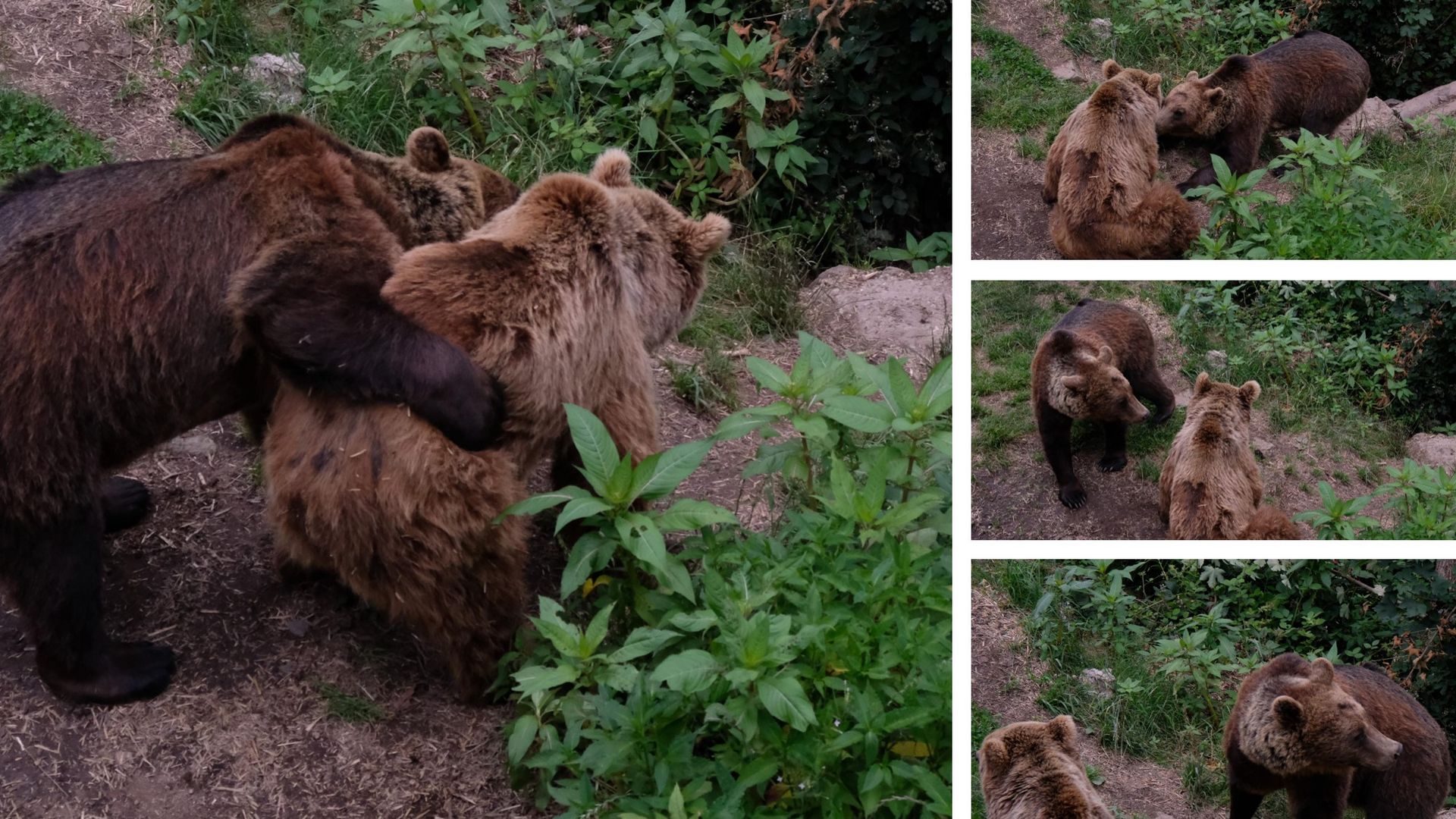 Im Bärenpark können falsch gehaltene oder misshandelte Tiere ein verhaltensgerechtes und naturnahes Leben führen.