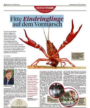 Interview mit Pforzheimer Zeitung