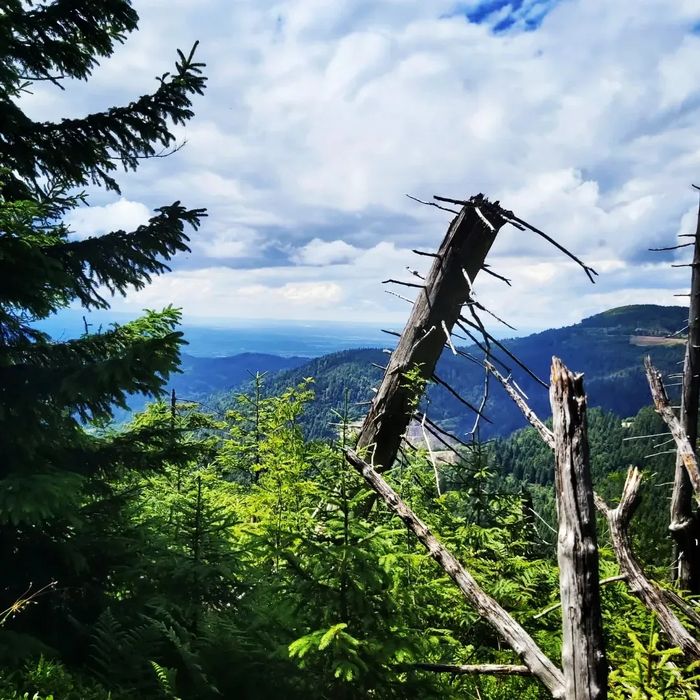 In vielen Wirtschaftswäldern steht vor allem das Jugendstadium vieler Bäume im Fokus. Im Nationalpark dürfen überdurchschnittlich viele Bäume auch alt werden und absterben. Unzählige Arten profitieren davon.