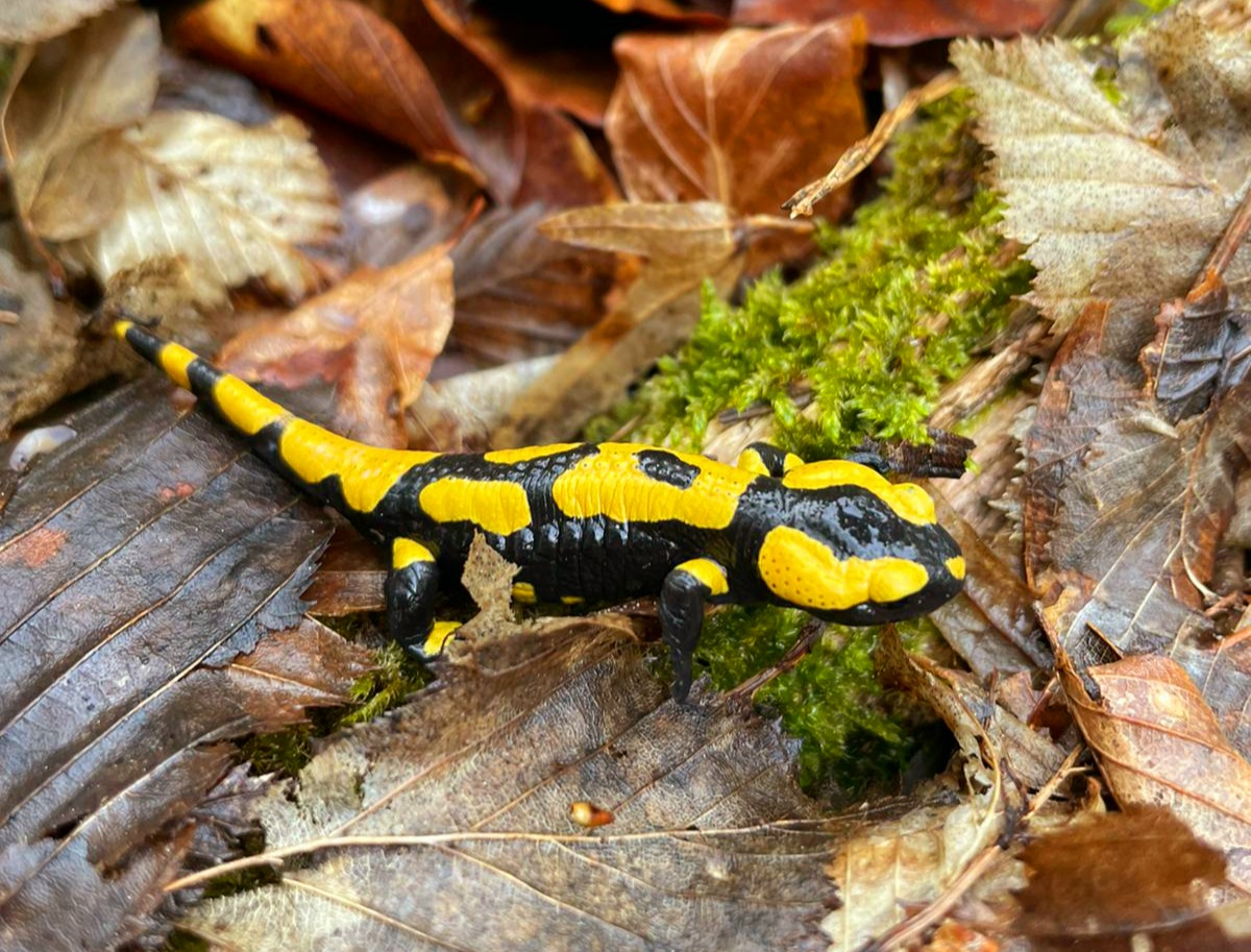 Amphibien im Nordschwarzwald